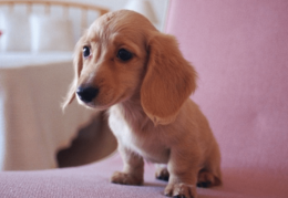 刚出生的幼犬拉稀的原因及应对方法