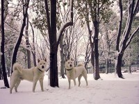 纪州犬（Kishu）简介