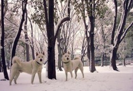 纪州犬（Kishu）简介