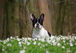 波士顿梗犬种标准