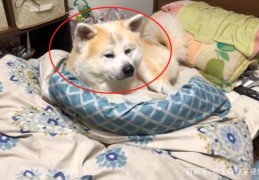 高冷秋田犬九年之后为何总想跟爸爸一起睡？