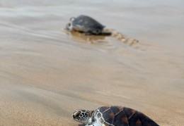 绿海龟的奇妙之旅——从南美到非洲的旅程