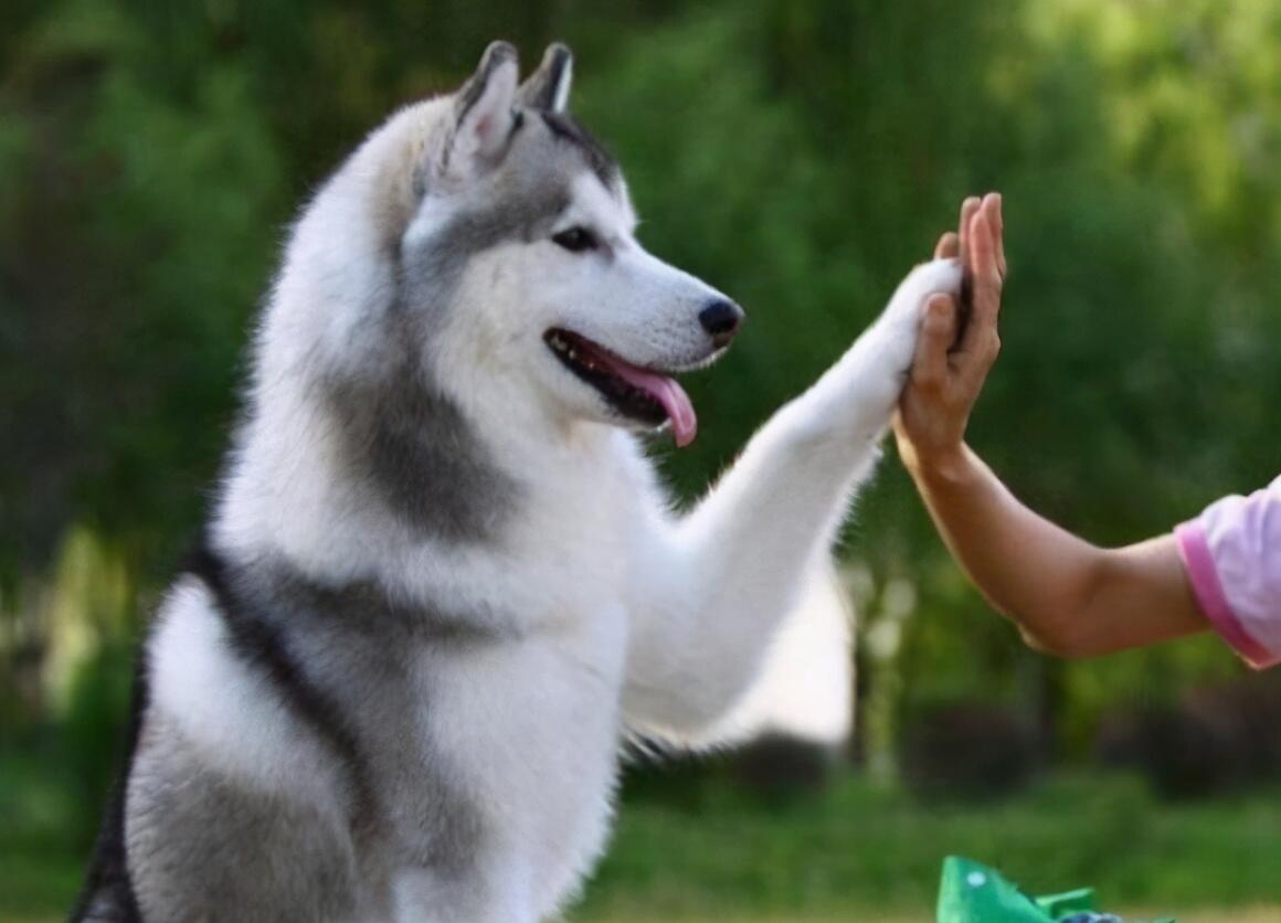 小中型犬类图片大全名称_小型中型犬_中小型犬