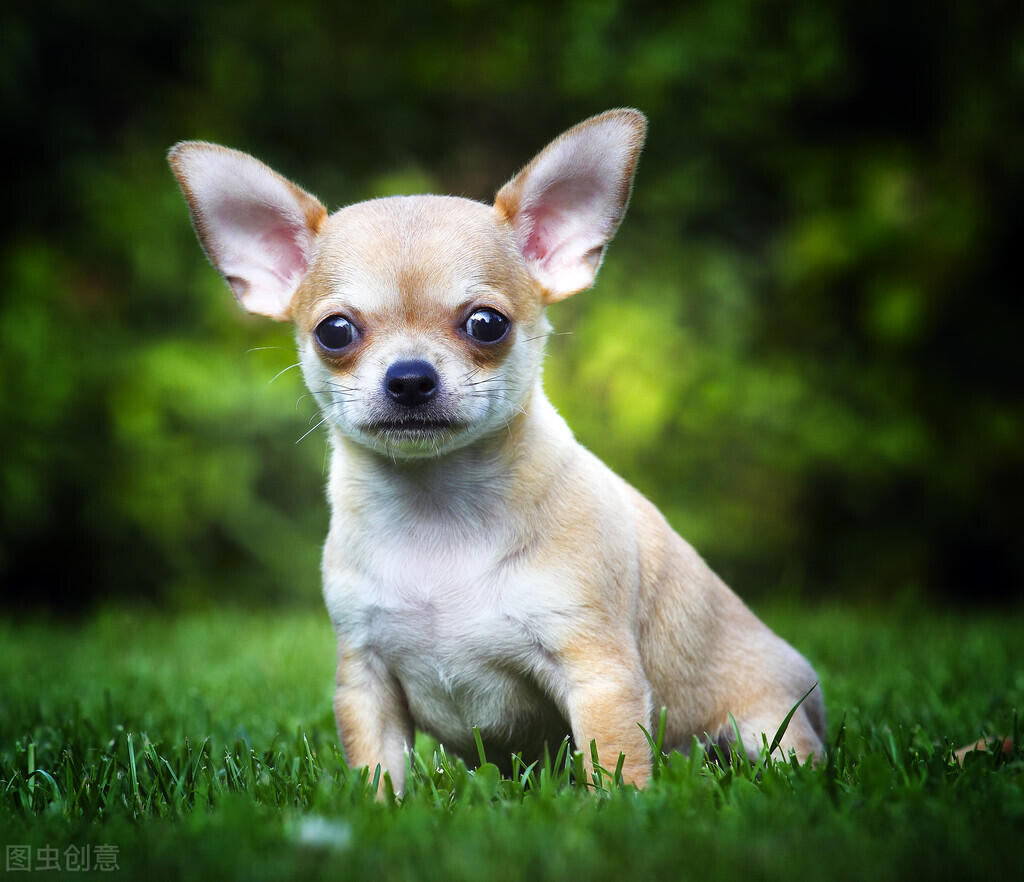 小型中型犬_小中型犬类图片大全名称_中小型犬