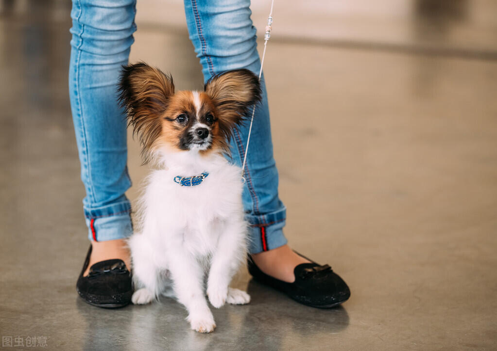 中小型犬_小型中型犬_小中型犬类图片大全名称