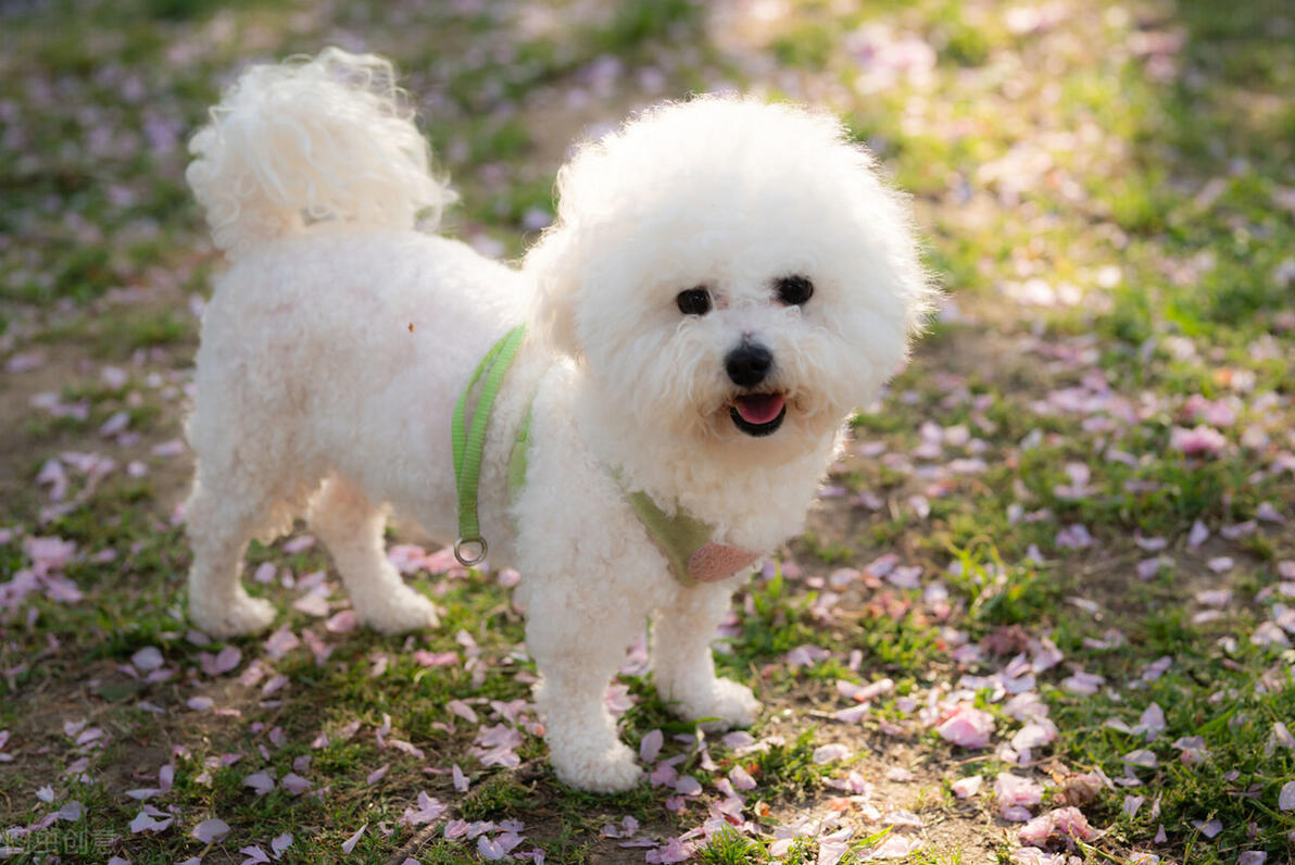 小中型犬类图片大全名称_小型中型犬_中小型犬